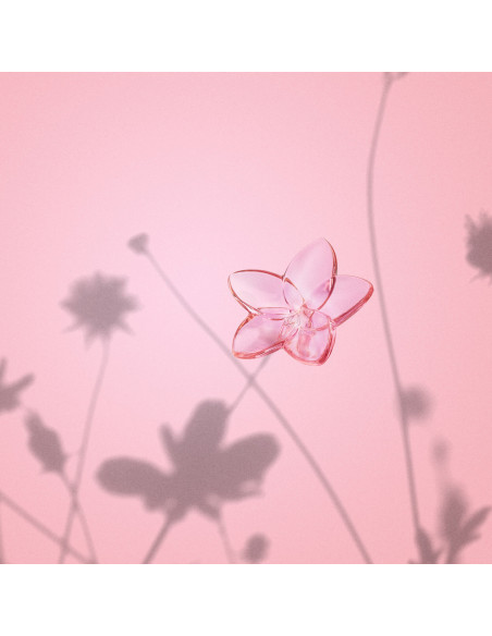Baccarat Flower Bloom. Rose